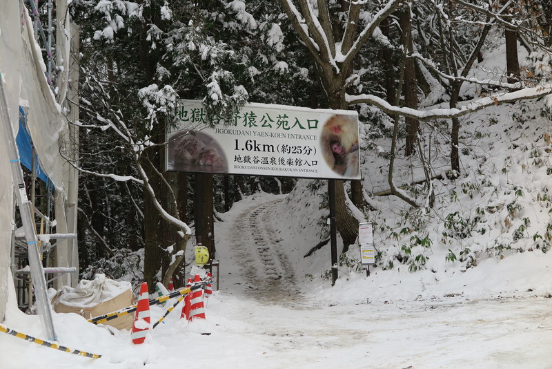 jigokudani monkey park