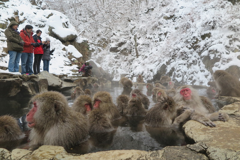 monkeys in jigokudani