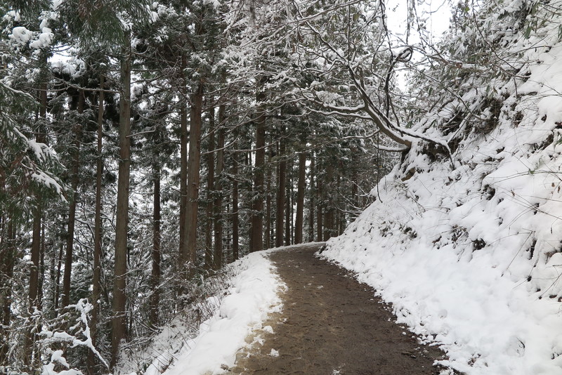 forest of jigokudani