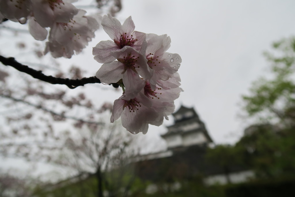 kakegawa castle