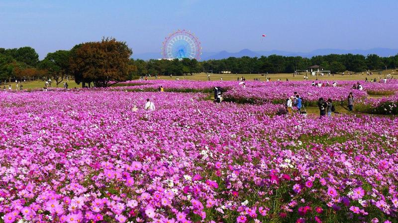 uminonakamichi seaside park