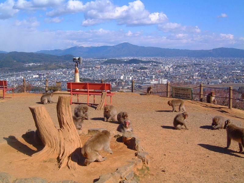 monkeys iwatayama monkey park arashiyama kyoto