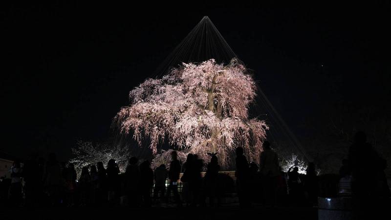 shidarezakura maruyama park higashiyama kyoto