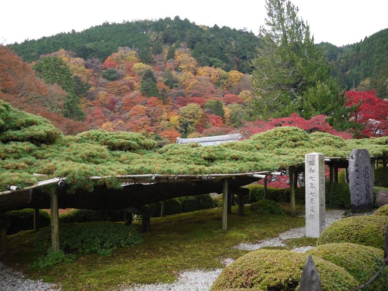 yoshiminedera yōryu no matsu