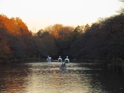 barche nel laghetto del parco di inokashira a kichijoji